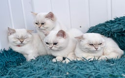 British Shorthair cats for sale: Beautiful Blue Gold & Choc Gold Colourpoint boys - Image 2
