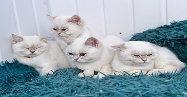 British Shorthair cats - Advert 10
