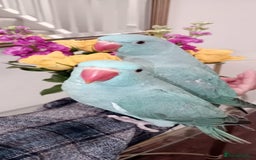 Parrots birds for sale: Hand reared baby Indian Ringneck for sale  - Image 3