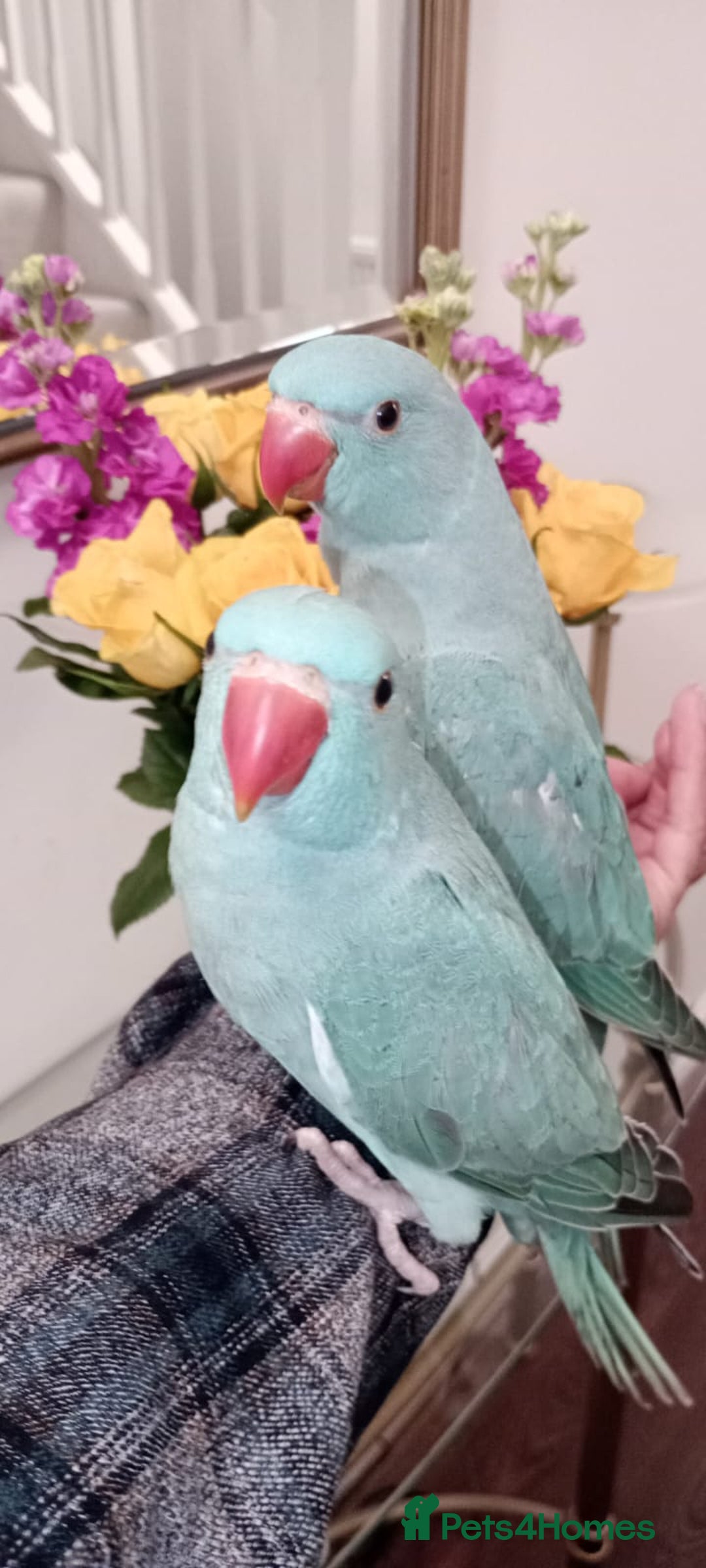Parrots birds for sale: Hand reared baby Indian Ringneck for sale  - Image 3