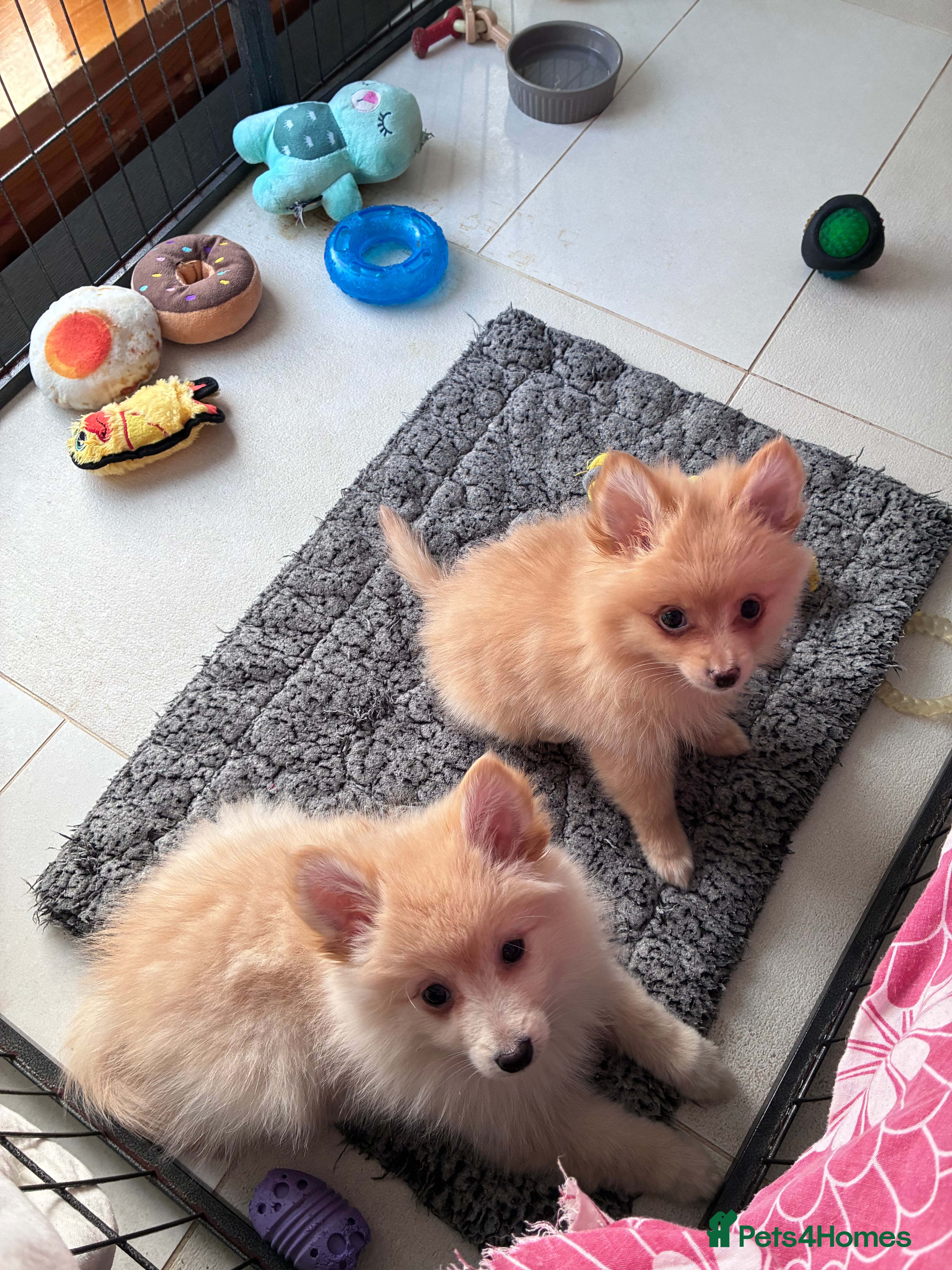 Pomsky dogs Amazing pomsky puppies - Advert 1