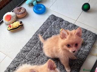 Pomsky dogs Amazing pomsky puppies - Advert 1