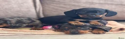 Miniature Dachshund dogs for sale: Beautiful miniature dachshunds  - Advert 2