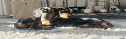 Miniature Dachshund dogs for sale: Minature Dachshunds (cream carriers) - Advert 9