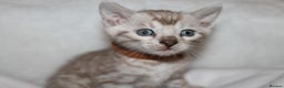 Bengal cats for sale: Pedigree TICA Bengal Kittens - Ready 07/01/26 - Advert 16