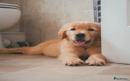 Golden Retriever dogs for sale: Ready now Golden Retriever Puppies KC Dad  - Image 19