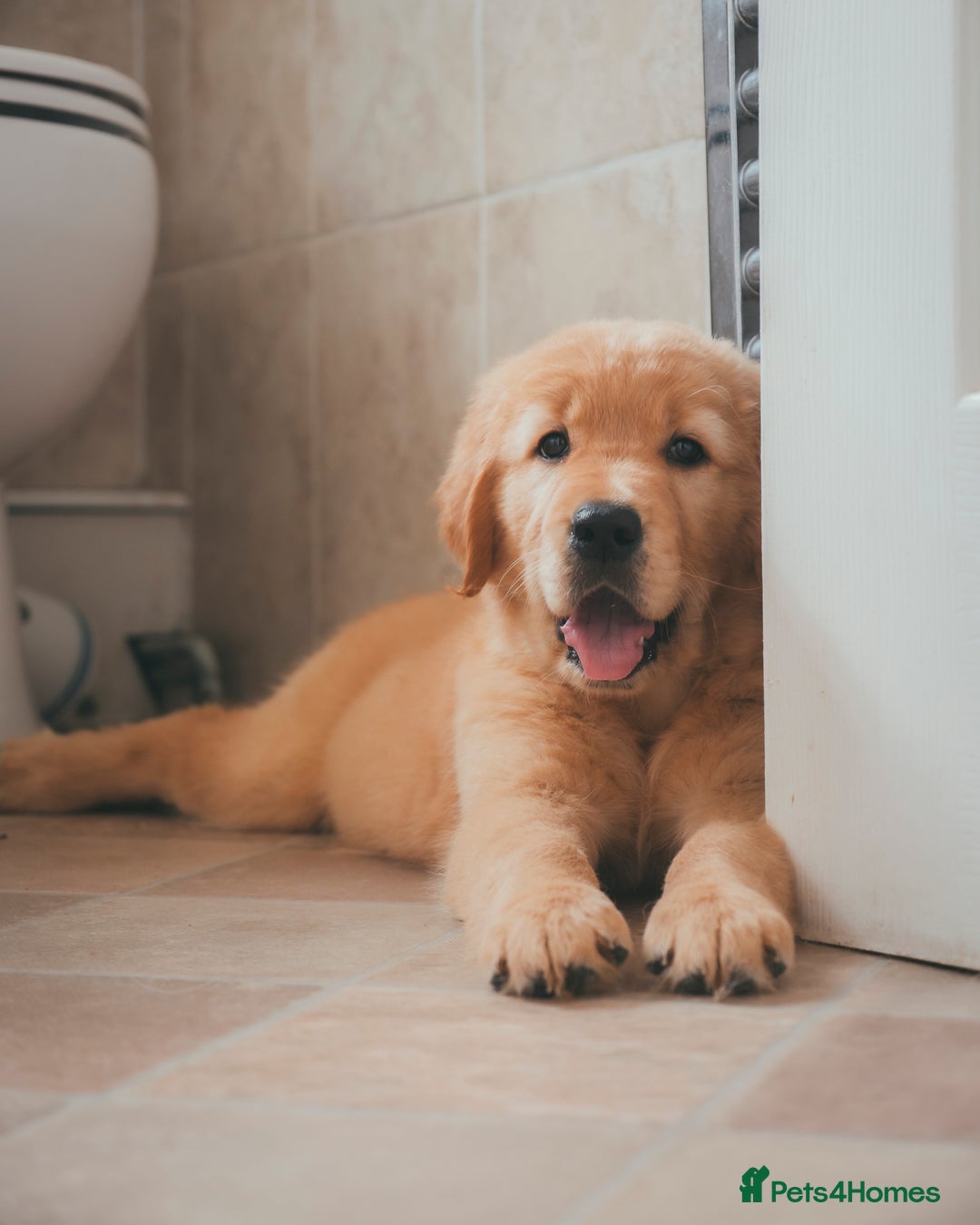 Golden Retriever dogs for sale: Ready now Golden Retriever Puppies KC Dad  - Image 19
