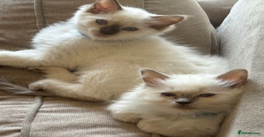 Ragdoll cats - Advert 5