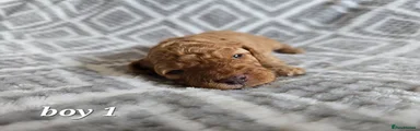 Cockapoo Puppy 3