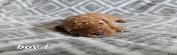 Cockapoo dogs for sale: Beautiful litter of F1b Cockapoo pups in Doncaster - Advert 17