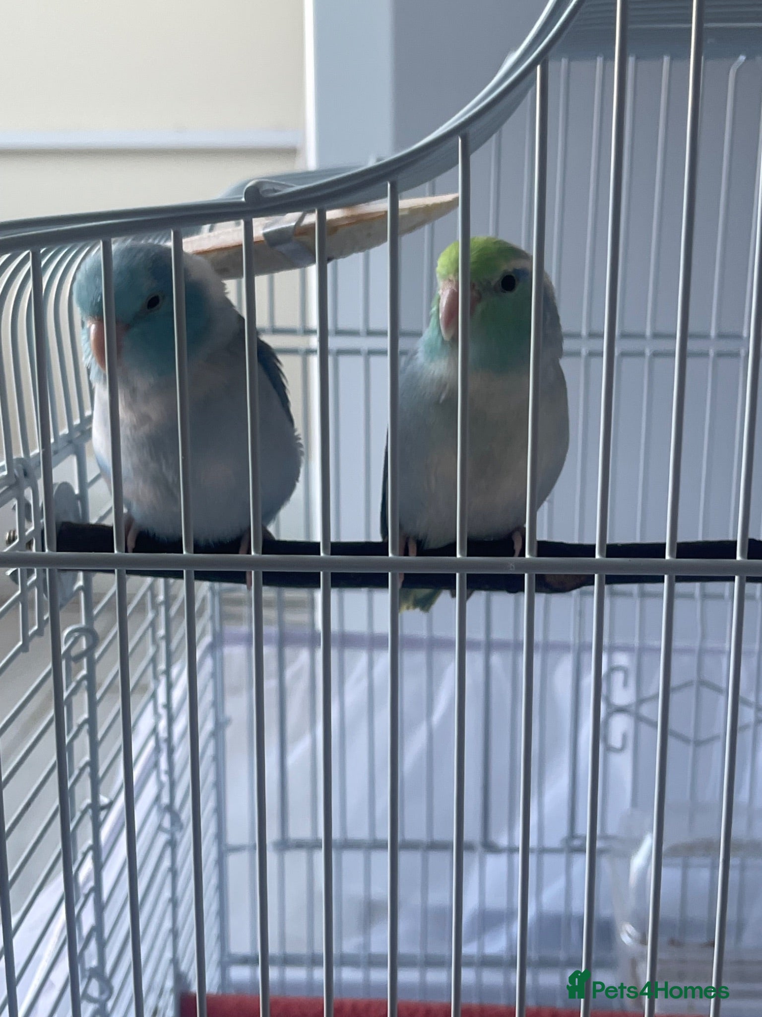 Parrots birds 2 Male Parrotlets for Sale – £380 - Advert 2