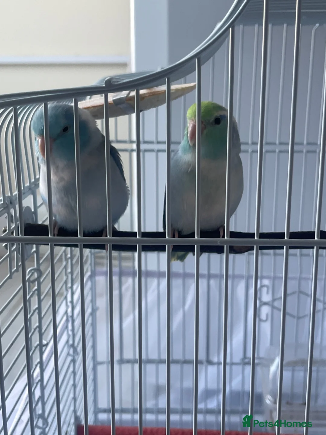 Parrots birds for sale: 2 Male Parrotlets for Sale – £380 in Hayes - Advert 2