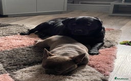 Labrador Retriever dogs for sale: 6 year old black Labrador  - Image 5