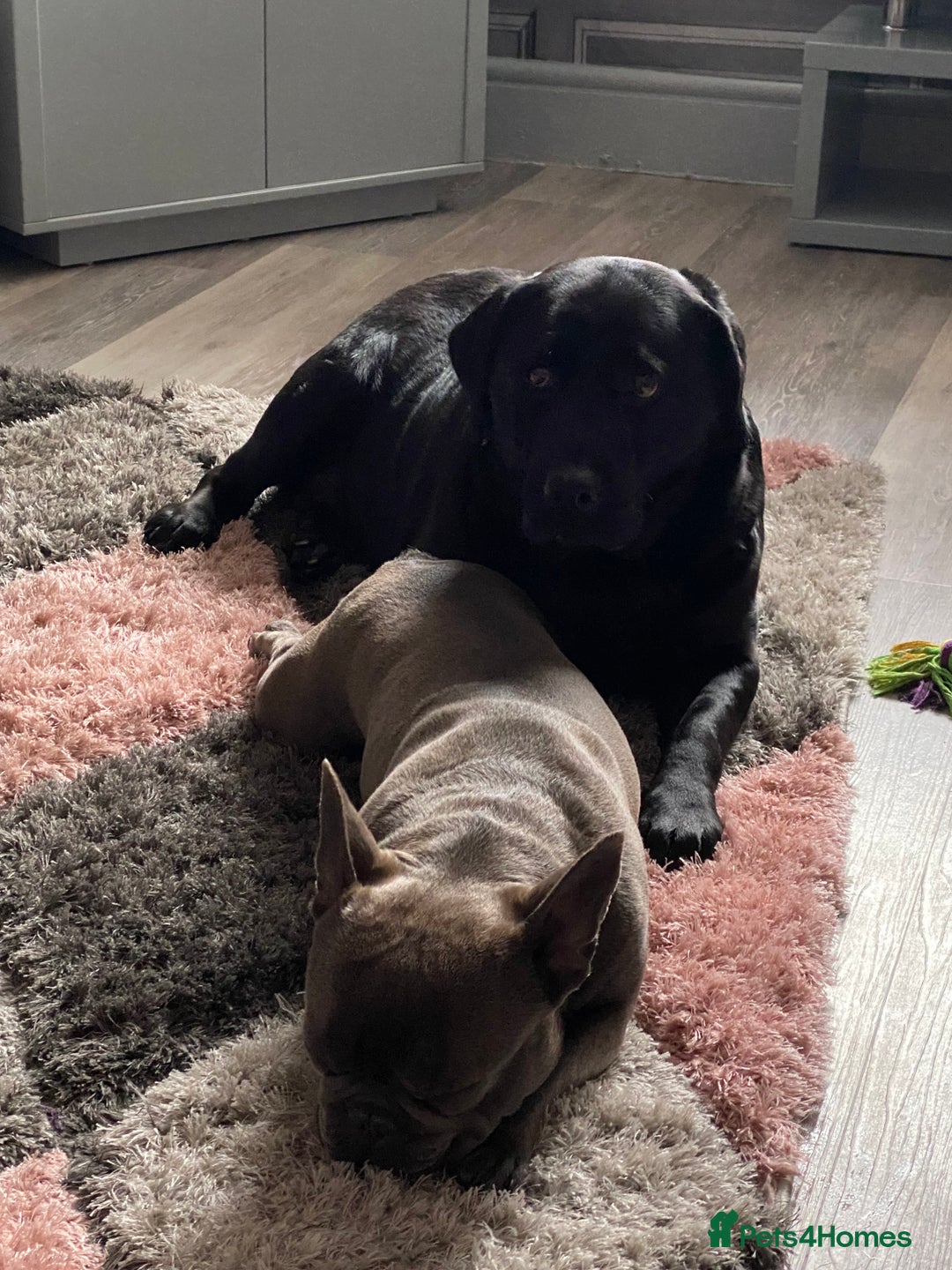 Labrador Retriever dogs for sale: 6 year old black Labrador  - Image 5