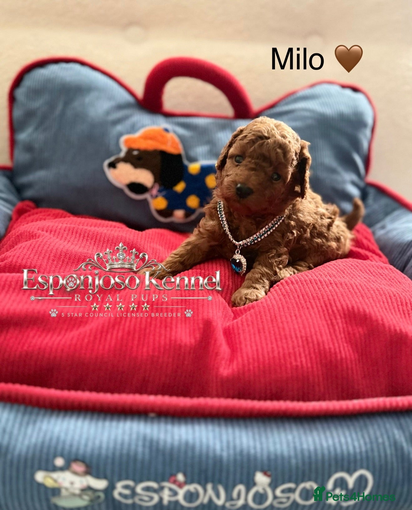 Toy Poodle dogs 5⭐️licensed ESPONJOSO tiny Half Asian Toy Poodle👑 - Advert 10