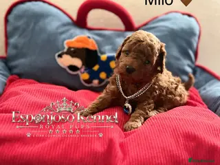 Toy Poodle dogs 5⭐️licensed ESPONJOSO tiny Half Asian Toy Poodle👑 - Advert 10