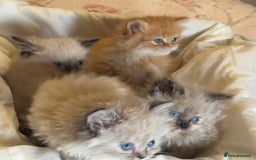 Mixed Breed cats for sale: Ragdoll X Persian kittens  - Image 16