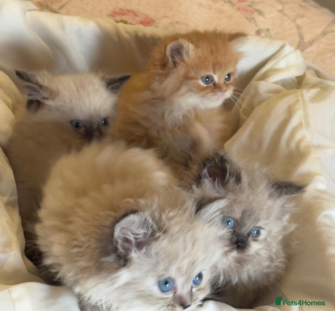 Mixed Breed cats for sale: Ragdoll X Persian kittens  - Image 16
