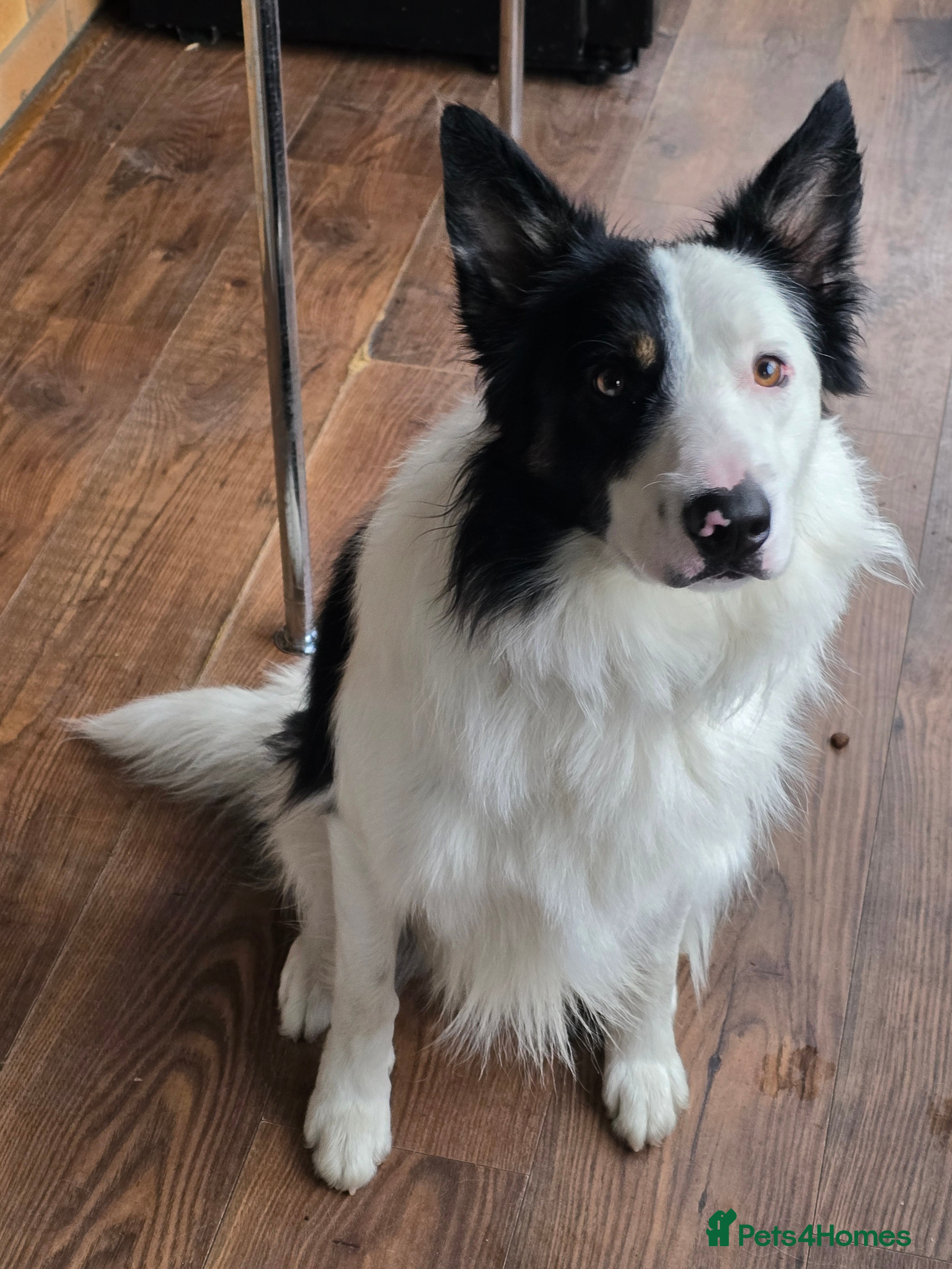 Border Collie dogs Border collie  - Advert 6