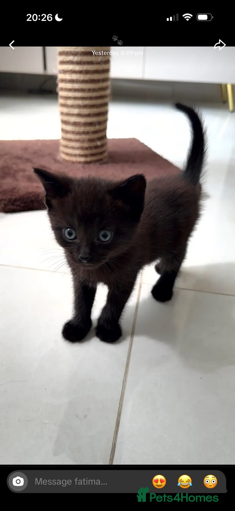Domestic Shorthair cats Beautiful Kittens Ready for Loving Homes-Bham - Advert 15
