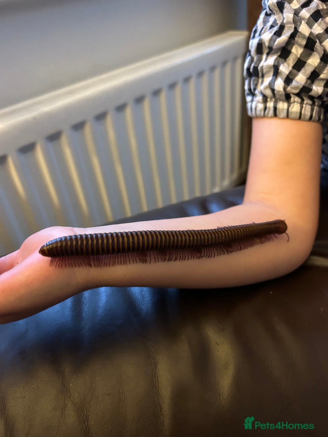 Millipedes invertebrates for sale: Rosy leg millipedes  - Image 2