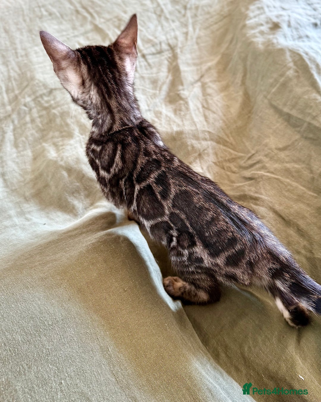Bengal cats for sale: Stunning Glittered Pedigree Bengal Female TICA reg - Image 16