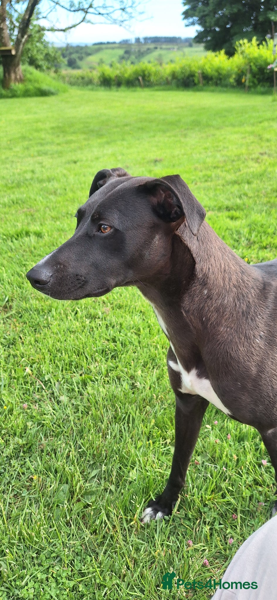 Lurcher dogs Beautiful little 3 year old bitch - Advert 2