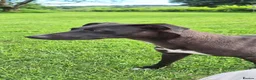 Lurcher dogs for sale: Beautiful little 3 year old bitch in Llandrindod Wells - Advert 1