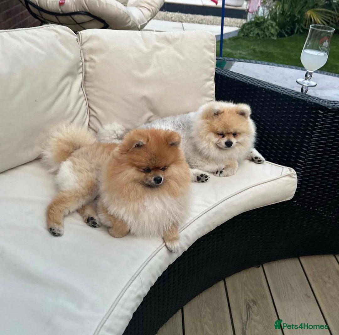 Pomeranian dogs for sale: Kc reg Pomerania  - Image 9