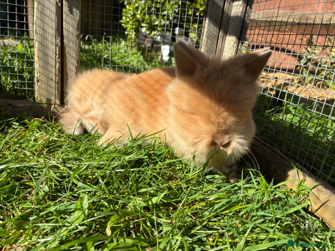 Lionhead rabbits for sale: 2 stunning boy lionhead babies - Advert 2