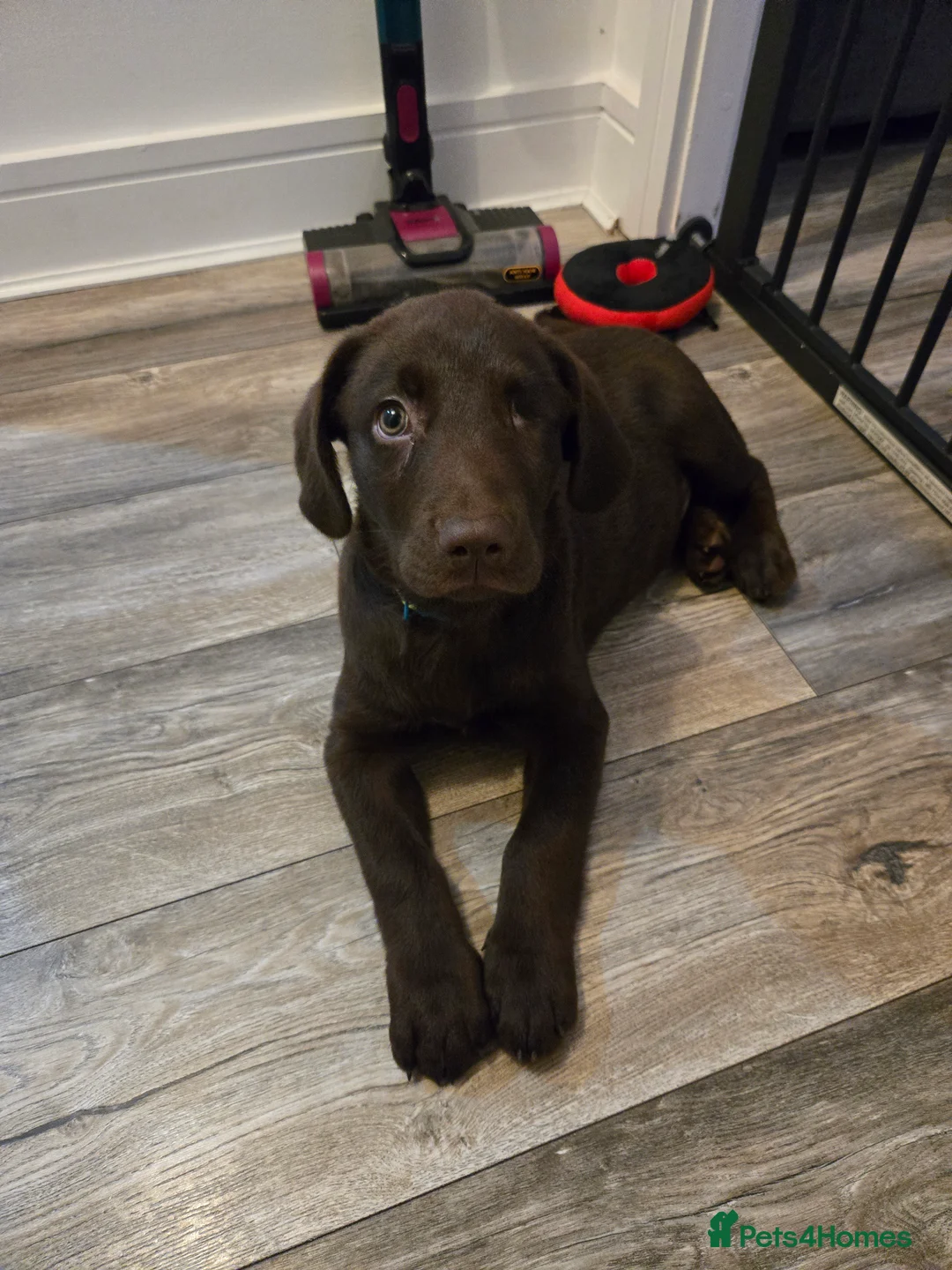 Mixed Breed dogs for sale: Yogi  - Advert 8