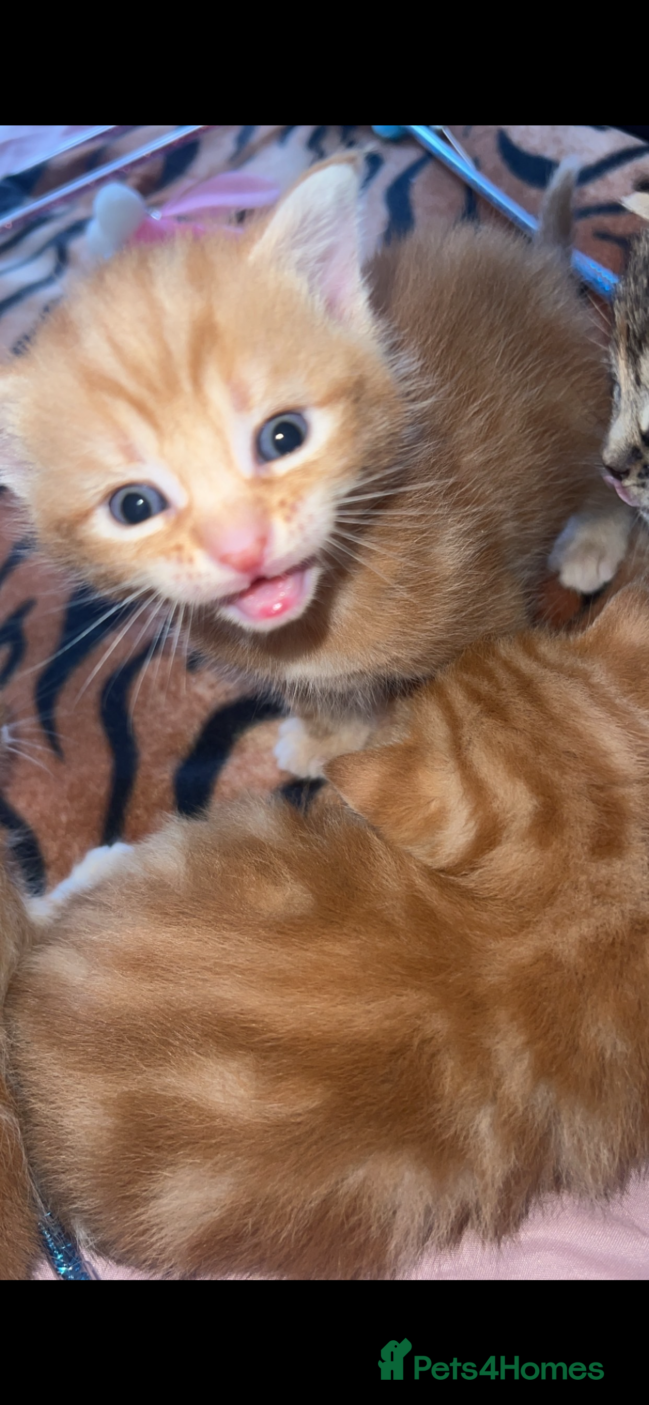British Shorthair cats kittens - Advert 1