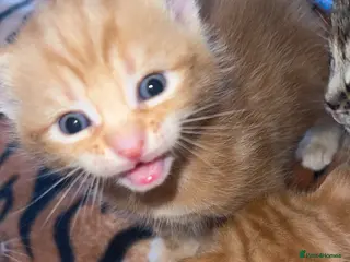 British Shorthair cats kittens - Advert 1