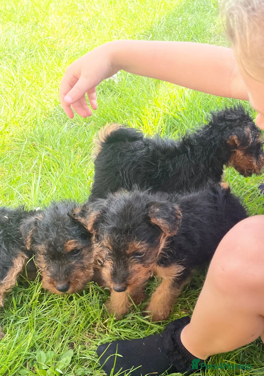 Welsh Terrier dogs for sale: Welsh terrier puppies - Image 2