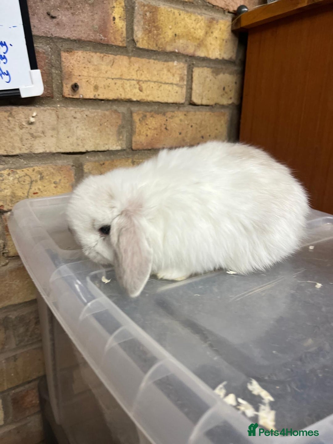 Mini Lop rabbits for sale: Beautiful baby pure bred mini lops  - Advert 3