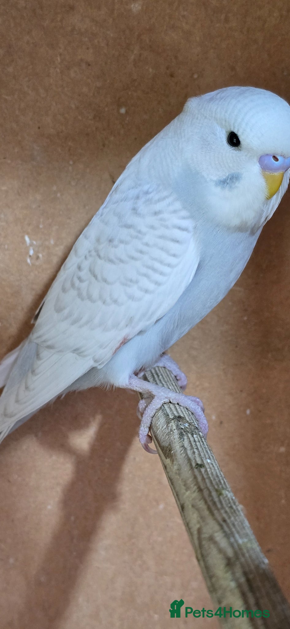 Budgerigars birds Gorgeous Baby Budgies - Advert 1