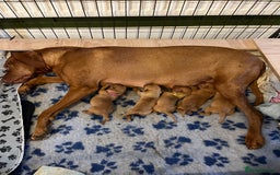 Mixed Breed dogs for sale: Vizslador puppies - Image 6