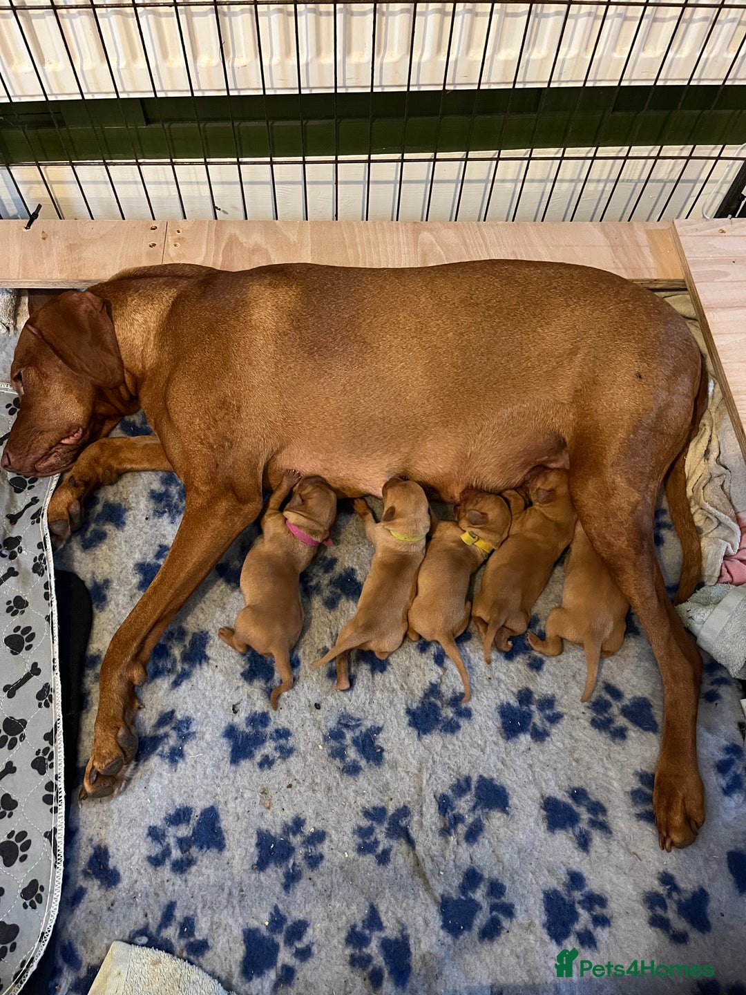 Mixed Breed dogs for sale: Vizslador puppies - Image 6