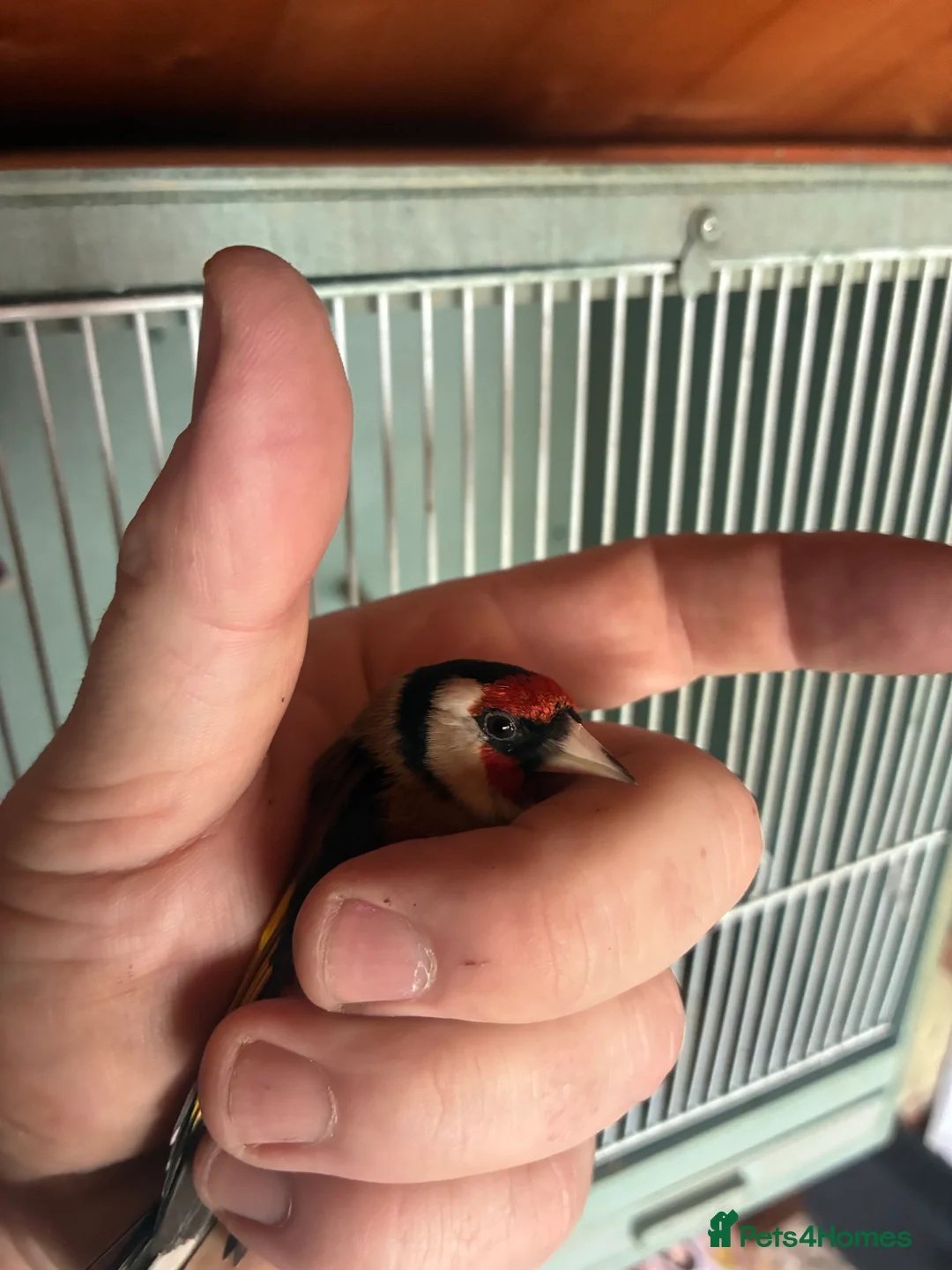 Finches birds for sale: Goldfinch  - Advert 2