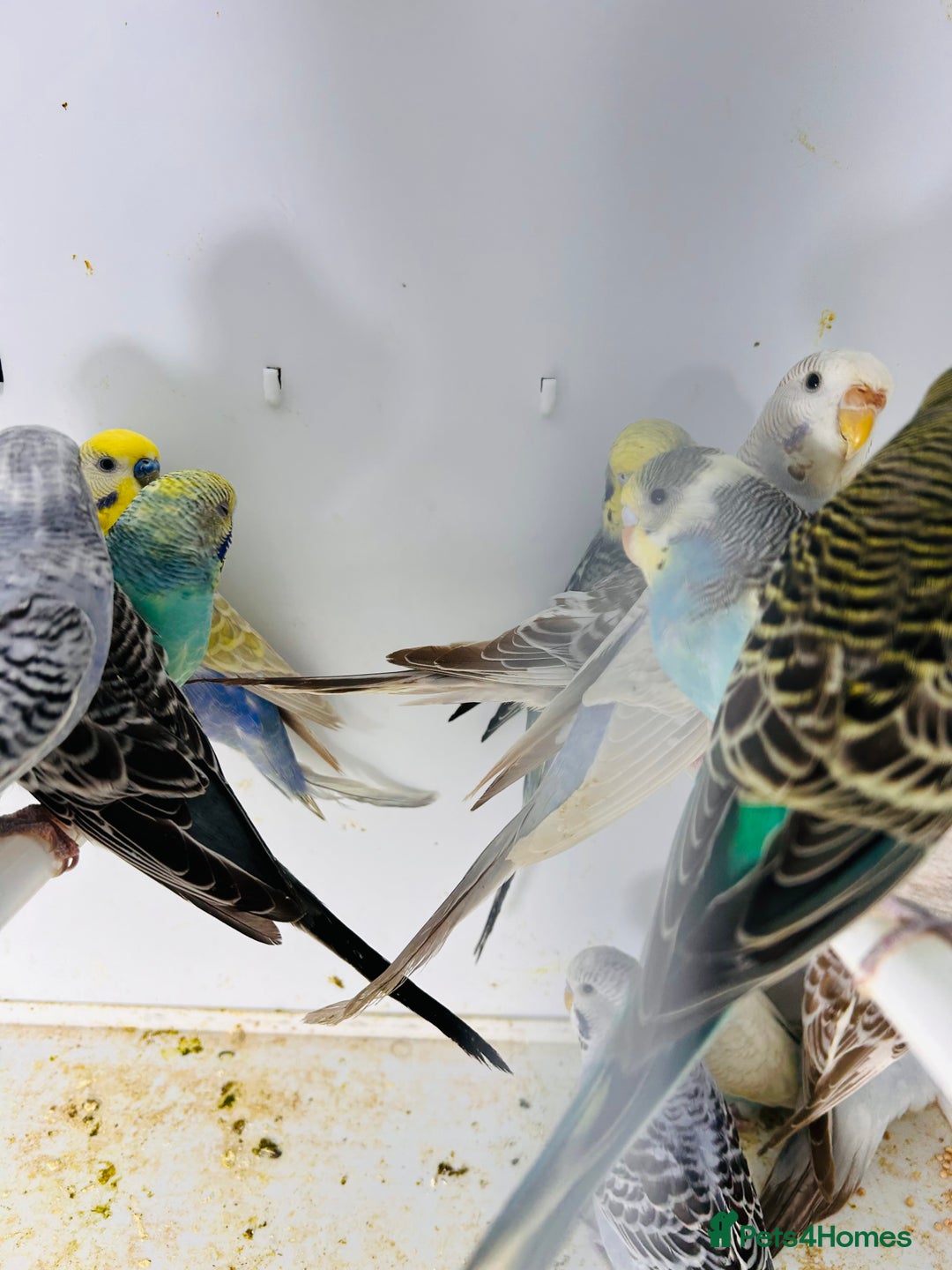 Parakeets birds for sale: Various colours/age  budgies  - Image 8