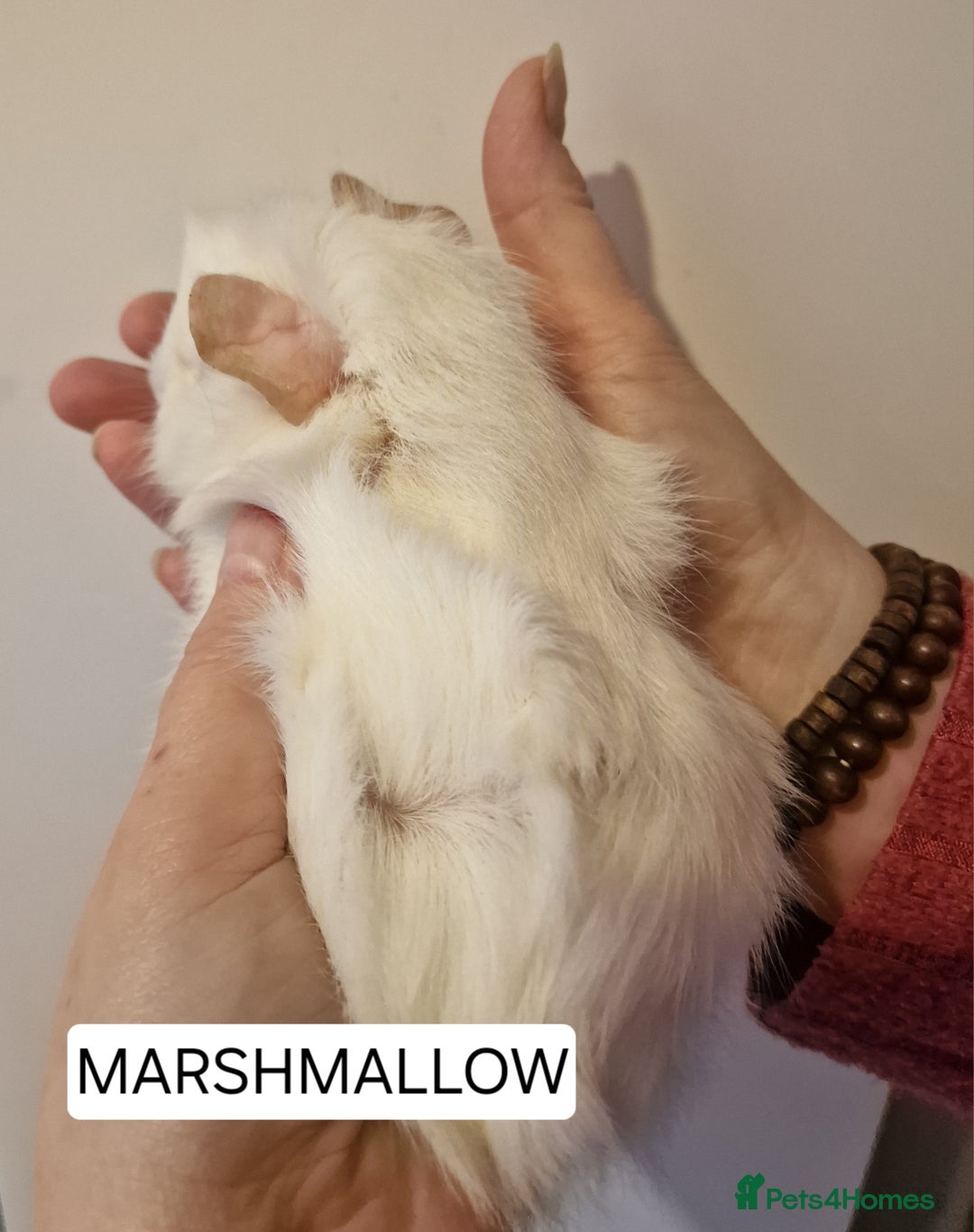 Guinea Pig rodents for sale: Female guinea pigs  - Advert 16