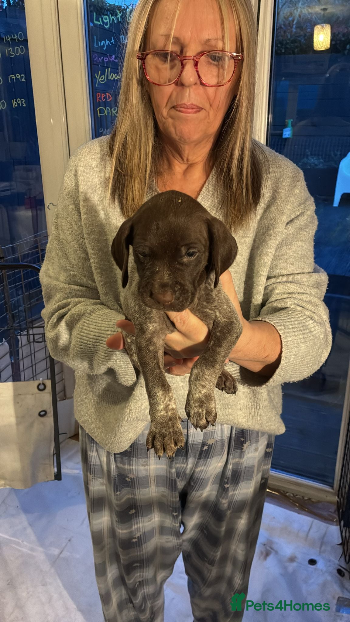 German Shorthaired Pointer dogs Adorable large litter of German Pointers for sale - Advert 2