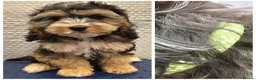 Cockapoo dogs for sale: Stunning F1 Cockapoo puppys  - Advert 3