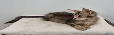 Brown tabby female 