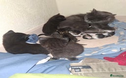 Mixed Breed cats for sale: Lovely little black and tabby kittens  - Image 3