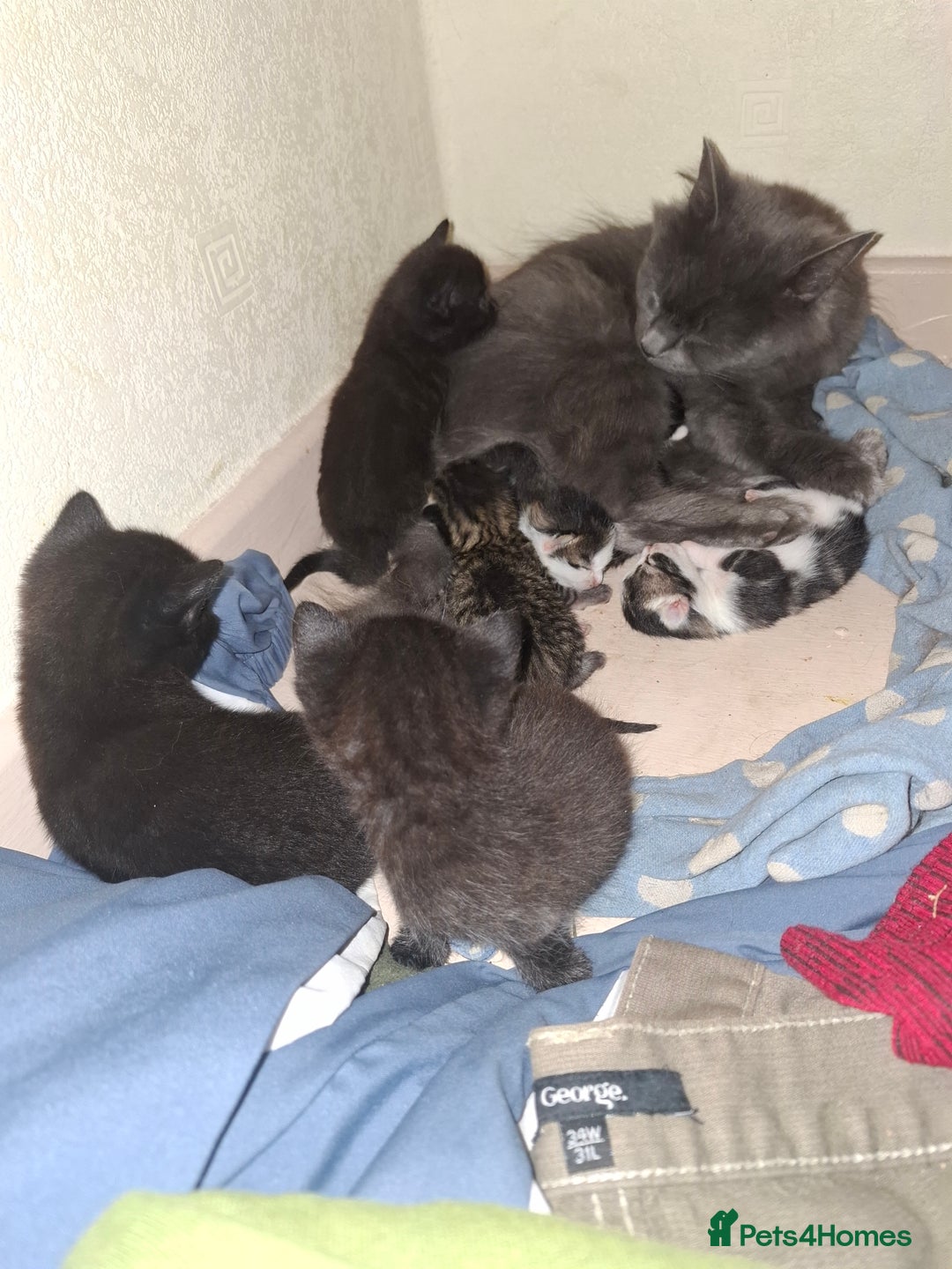 Mixed Breed cats for sale: Lovely little black and tabby kittens  - Image 3