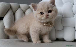 British Shorthair cats for sale: ❤️ Beautiful British Shorthair ❤️ - Image 6