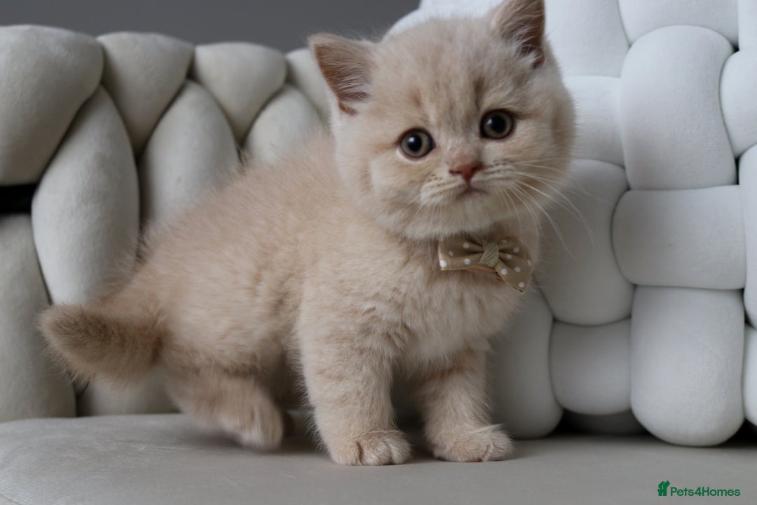 British Shorthair cats for sale: ❤️ Beautiful British Shorthair ❤️ - Image 6