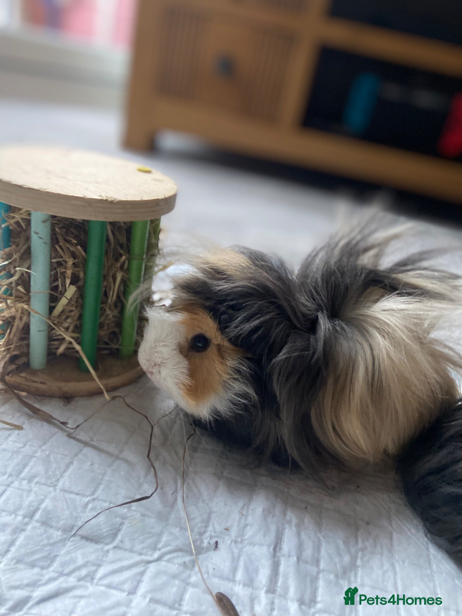 Guinea Pig rodents 1 year old boy guinea pig needs a new home  - Advert 2
