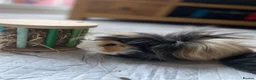 Guinea Pig rodents for sale: 1 year old boy guinea pig needs a new home  in Burgess Hill - Advert 1